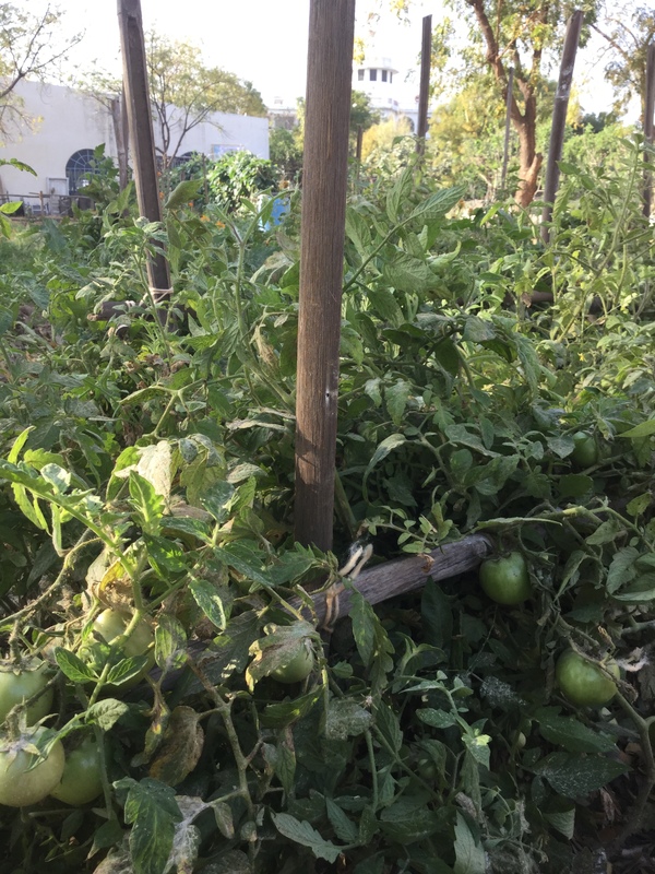 2016 tomato plantation 600